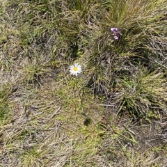 Brachyscome radicans at Bimberi, NSW - 11 Mar 2023 01:35 PM