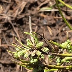 Isolepis gaudichaudiana (Benambra Club-sedge) at Cooleman, NSW - 11 Mar 2023 by Tapirlord