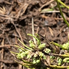 Isolepis gaudichaudiana at Cooleman, NSW - 11 Mar 2023