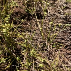 Isolepis gaudichaudiana at Cooleman, NSW - 11 Mar 2023