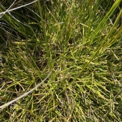 Isolepis fluitans at Cooleman, NSW - 11 Mar 2023