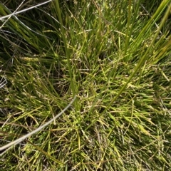 Isolepis fluitans at Cooleman, NSW - 11 Mar 2023