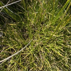 Isolepis fluitans at Cooleman, NSW - 11 Mar 2023 01:32 PM