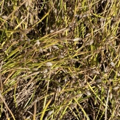 Isolepis fluitans at Cooleman, NSW - 11 Mar 2023 01:32 PM