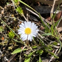 Brachyscome radicans (Marsh Daisy) at Kosciuszko National Park - 11 Mar 2023 by Tapirlord