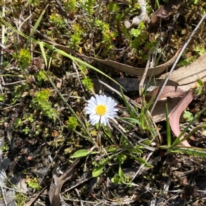 Brachyscome radicans at Bimberi, NSW - 11 Mar 2023 01:25 PM