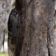 Tettigarcta crinita (Alpine Hairy Cicada) at Cooleman, NSW - 11 Mar 2023 by Tapirlord
