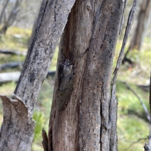 Tettigarcta crinita at Cooleman, NSW - 11 Mar 2023