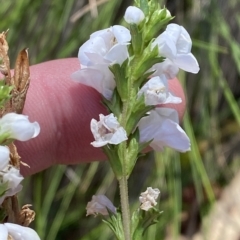 Euphrasia collina subsp. paludosa at Kosciuszko National Park - 11 Mar 2023 by Tapirlord