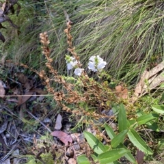 Euphrasia collina subsp. paludosa at Bimberi, NSW - 11 Mar 2023