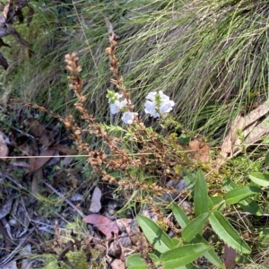 Euphrasia collina subsp. paludosa at Bimberi, NSW - 11 Mar 2023 01:04 PM