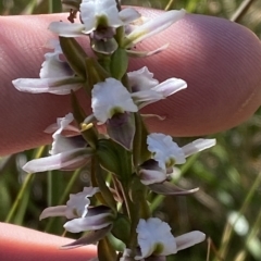 Prasophyllum alpestre (Mauve leek orchid) at Kosciuszko National Park - 11 Mar 2023 by Tapirlord