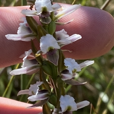 Paraprasophyllum alpestre (Mauve leek orchid) at Bimberi, NSW - 11 Mar 2023 by Tapirlord