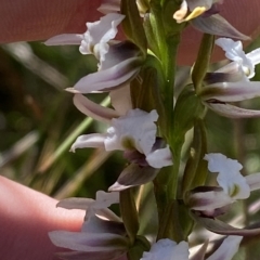 Paraprasophyllum alpestre at Bimberi, NSW - 11 Mar 2023