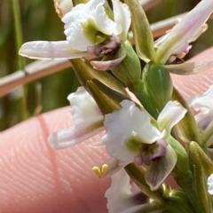 Paraprasophyllum alpestre at Bimberi, NSW - 11 Mar 2023