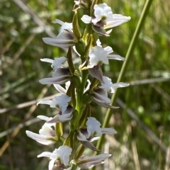 Paraprasophyllum alpestre at Bimberi, NSW - 11 Mar 2023