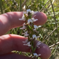 Paraprasophyllum alpestre at Bimberi, NSW - 11 Mar 2023