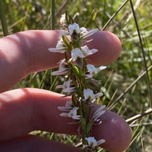 Paraprasophyllum alpestre at Bimberi, NSW - 11 Mar 2023