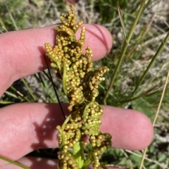 Sceptridium australe (Austral Moonwort) at Bimberi, NSW - 11 Mar 2023 by Tapirlord