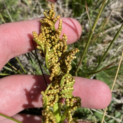 Botrychium australe (Austral Moonwort) at Bimberi, NSW - 11 Mar 2023 by Tapirlord