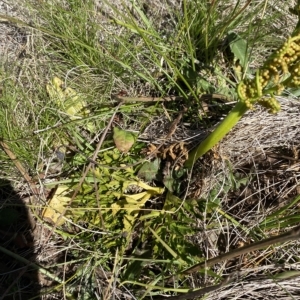 Sceptridium australe at Bimberi, NSW - 11 Mar 2023