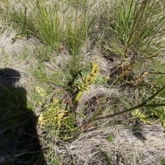 Botrychium australe at Bimberi, NSW - 11 Mar 2023