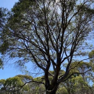 Eucalyptus stellulata at Kosciuszko National Park - 11 Mar 2023 12:38 PM