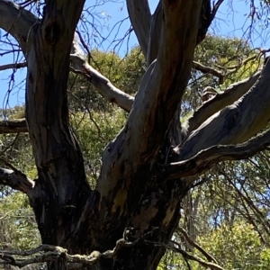 Eucalyptus stellulata at Kosciuszko National Park - 11 Mar 2023