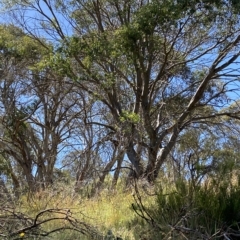 Eucalyptus stellulata at Bimberi, NSW - 11 Mar 2023