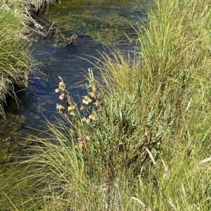 Pimelea bracteata at Bimberi, NSW - 11 Mar 2023