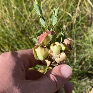 Pimelea bracteata at Bimberi, NSW - 11 Mar 2023