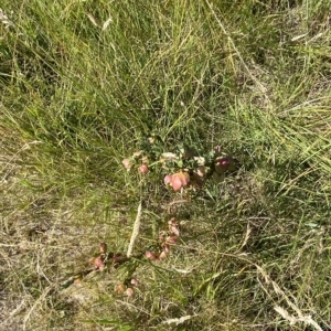 Pimelea bracteata at Bimberi, NSW - 11 Mar 2023