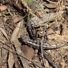 Rankinia diemensis (Mountain Dragon) at Cooleman, NSW - 11 Mar 2023 by Tapirlord