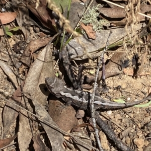 Rankinia diemensis at Cooleman, NSW - 11 Mar 2023 12:01 PM