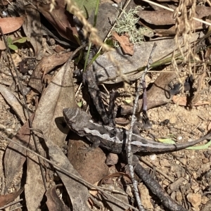 Rankinia diemensis at Cooleman, NSW - 11 Mar 2023