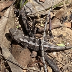 Rankinia diemensis at Cooleman, NSW - 11 Mar 2023 12:01 PM