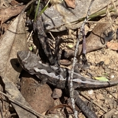 Rankinia diemensis at Cooleman, NSW - 11 Mar 2023 12:01 PM