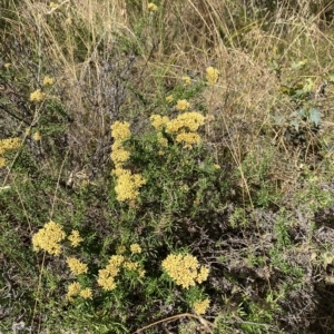 Cassinia monticola at Cooleman, NSW - 11 Mar 2023