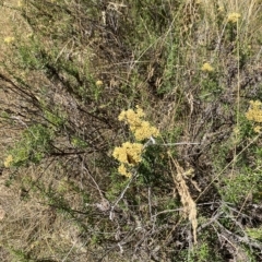 Cassinia monticola at Cooleman, NSW - 11 Mar 2023