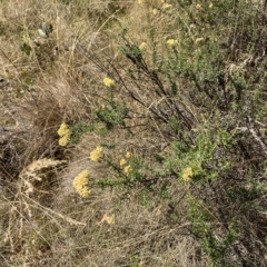 Cassinia monticola at Cooleman, NSW - 11 Mar 2023