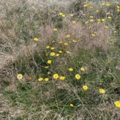 Xerochrysum subundulatum (Alpine Everlasting) at Kosciuszko National Park - 11 Mar 2023 by Tapirlord