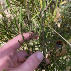 Hovea asperifolia subsp. asperifolia (Rosemary Hovea) at Kosciuszko National Park - 11 Mar 2023 by Tapirlord