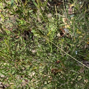 Hovea asperifolia subsp. asperifolia at Tantangara, NSW - 11 Mar 2023