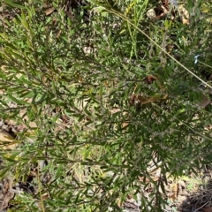 Hovea asperifolia subsp. asperifolia at Tantangara, NSW - 11 Mar 2023