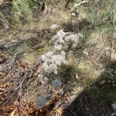 Ozothamnus thyrsoideus (Sticky Everlasting) at Tantangara, NSW - 11 Mar 2023 by Tapirlord