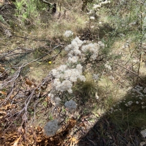 Ozothamnus thyrsoideus at Tantangara, NSW - 11 Mar 2023