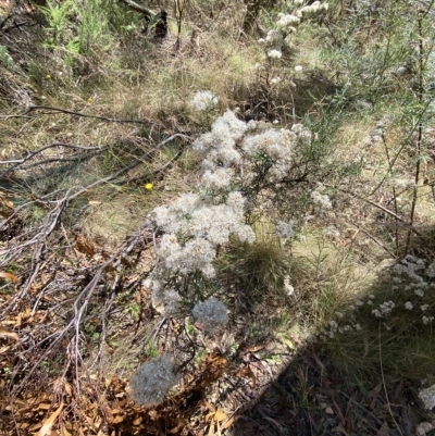 Ozothamnus thyrsoideus (Sticky Everlasting) at Kosciuszko National Park - 11 Mar 2023 by Tapirlord