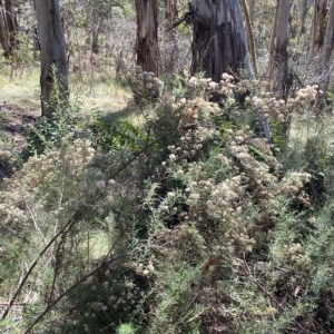 Ozothamnus thyrsoideus at Tantangara, NSW - 11 Mar 2023