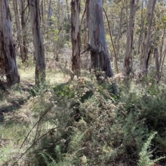 Ozothamnus thyrsoideus at Tantangara, NSW - 11 Mar 2023