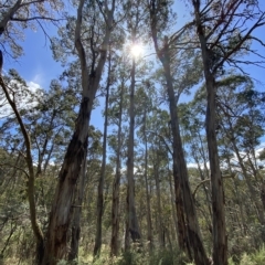 Eucalyptus rubida subsp. rubida at Cooleman, NSW - 11 Mar 2023
